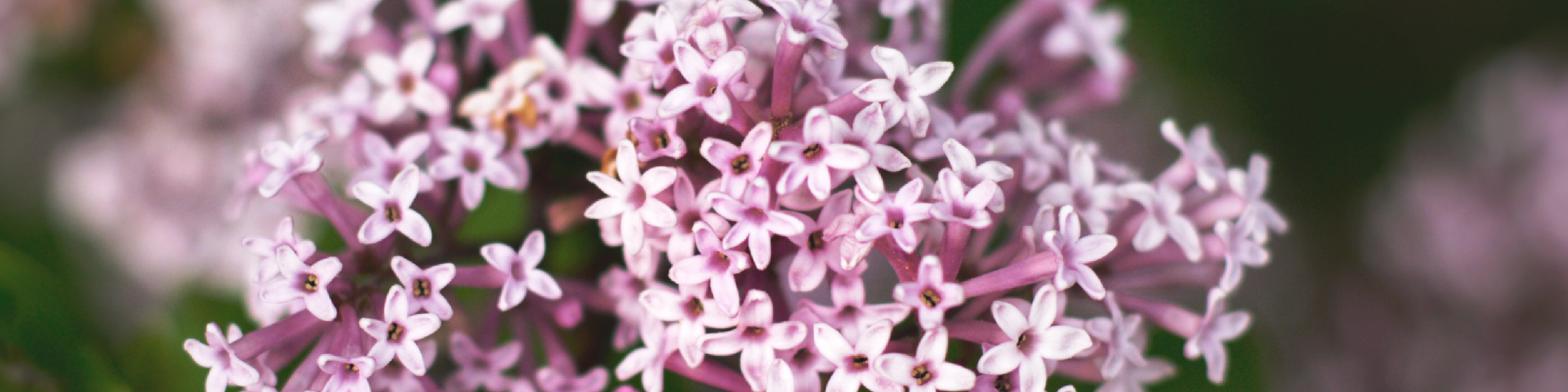 Serenity Stick Product Page images_valerian - desktop.jpg