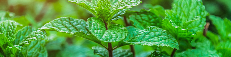 peppermint image
