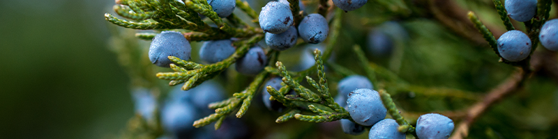 Juniper Berry_Desktop.png