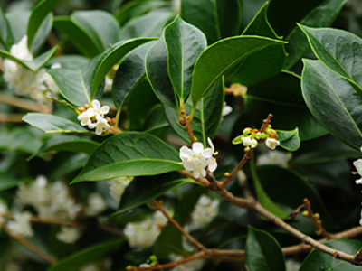 Osmanthus image