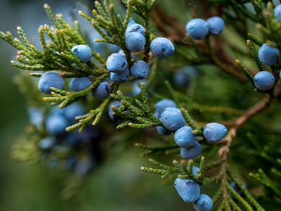 Juniper Berry_Mobile.png