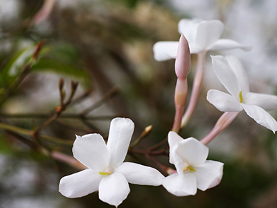 Jasmine Extract  image