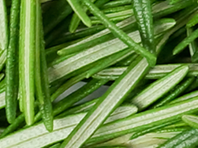 Rosemary image