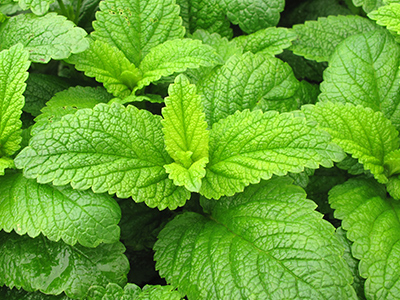 Peppermint Leaf image
