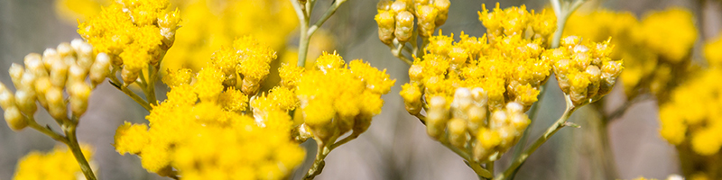 Helichrysum herb on a field