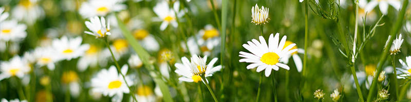 Bisabolol flower image