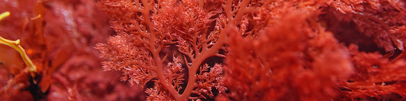 Red Algae_Desktop.png