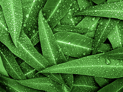 Eucalyptus Mobile.png