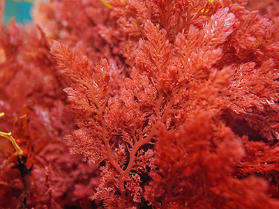 Red Algae_Mobile.png