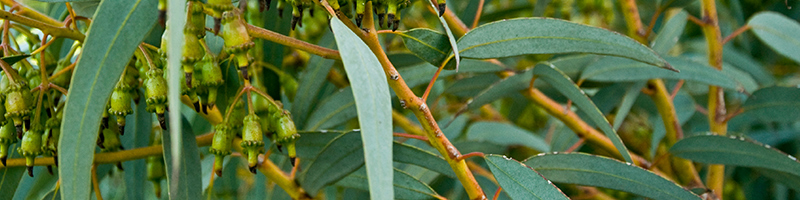 Eucalyptus plan Image