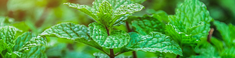 Spearmint leaves