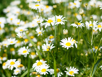 Bisabolol flower image