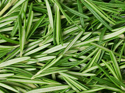 Rosemary image