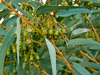 Eucalyptus plant image