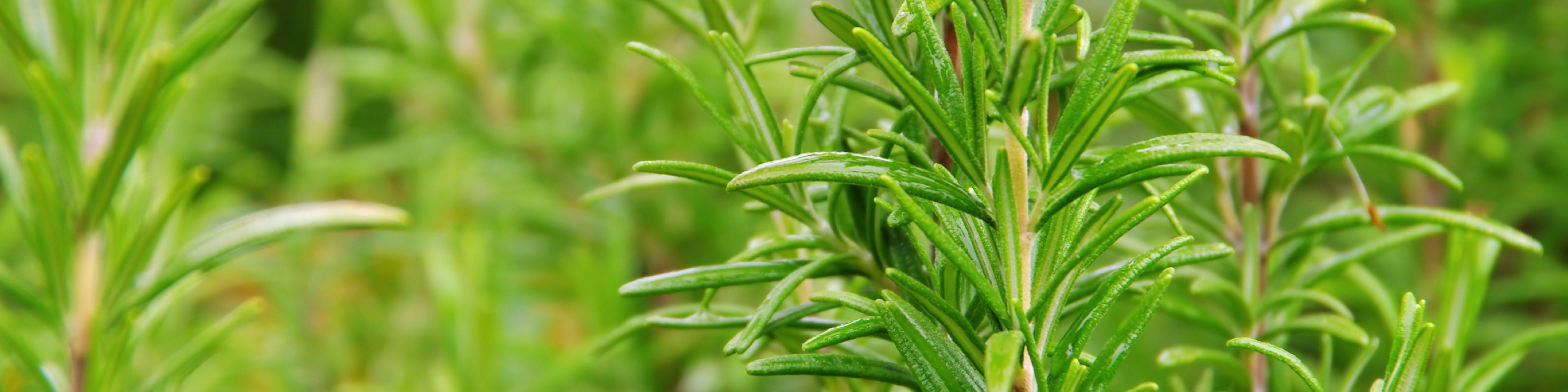 Rosemary Plant Image