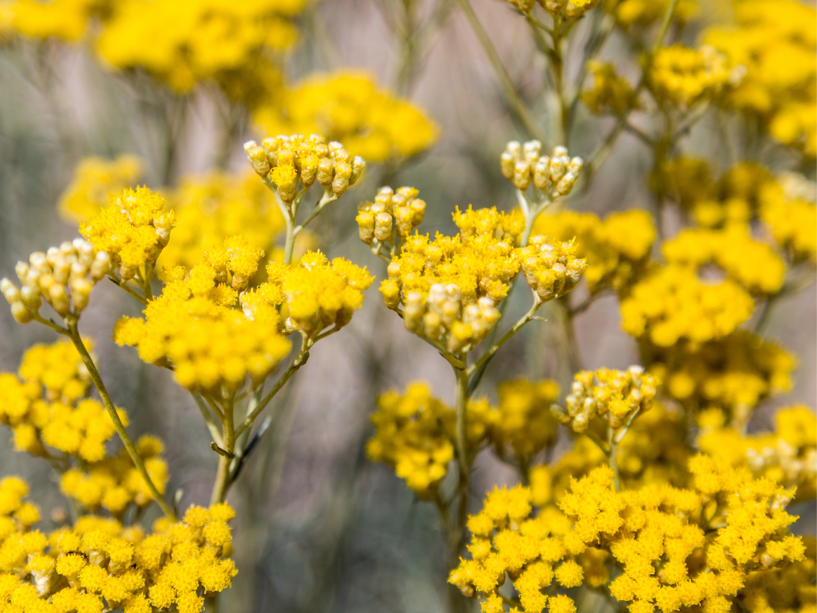helichrysum flower