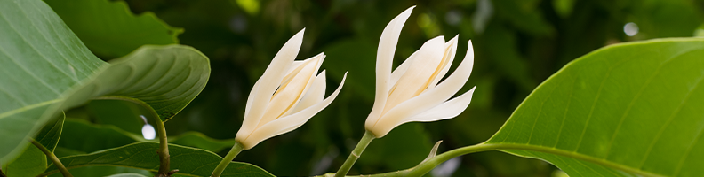 Magnolia flower image