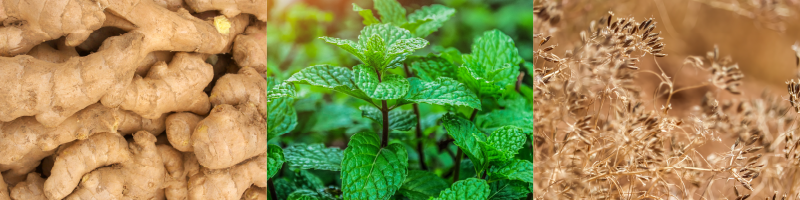 Ginger Peppermint Caraway image