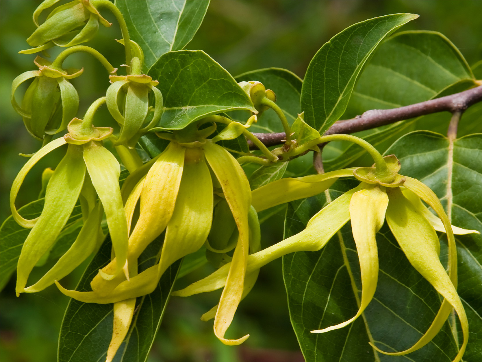 Ylang Ylang Flower Image