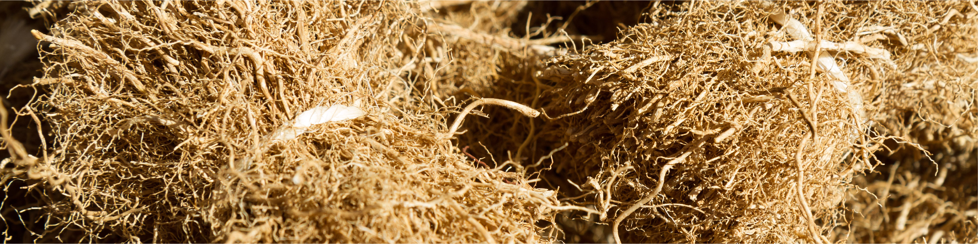 Vetiver root image