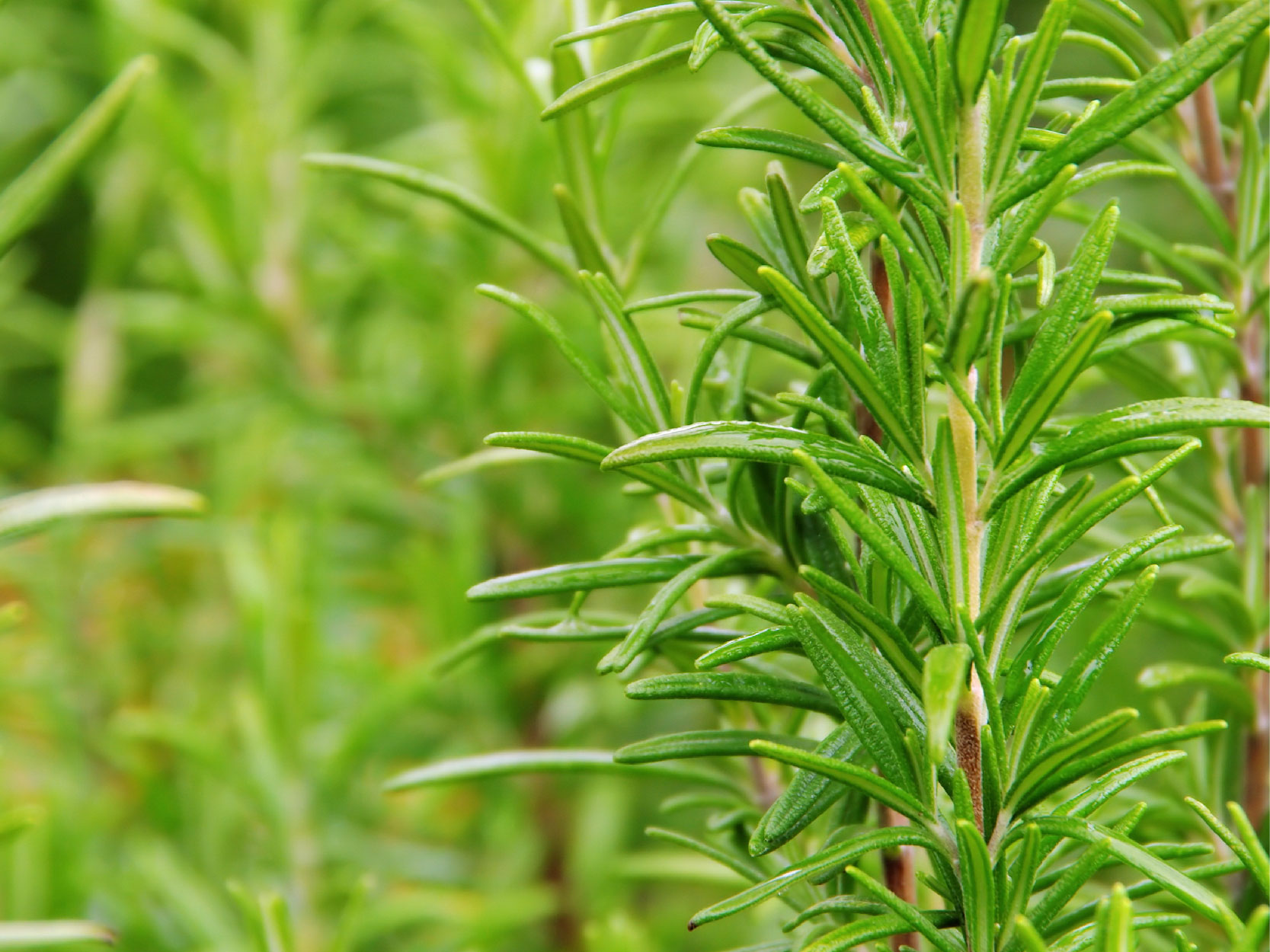 Rosemary Plant Image