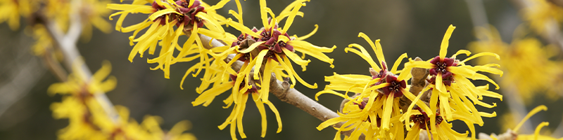 Witch Hazel_Desktop.png