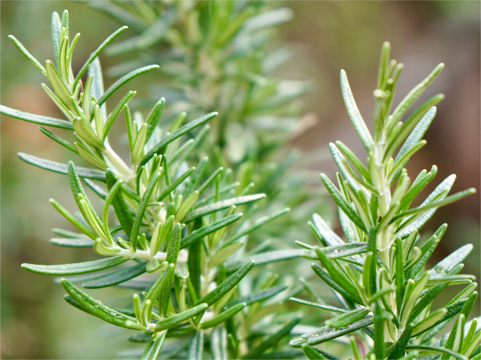 Rosemary Plant Image