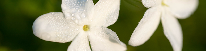 Jasmine Flower Image