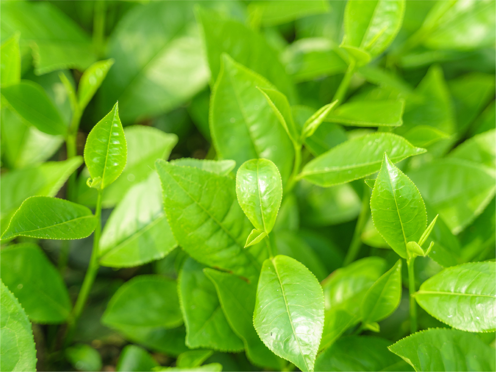 Japenese Green Tea Image