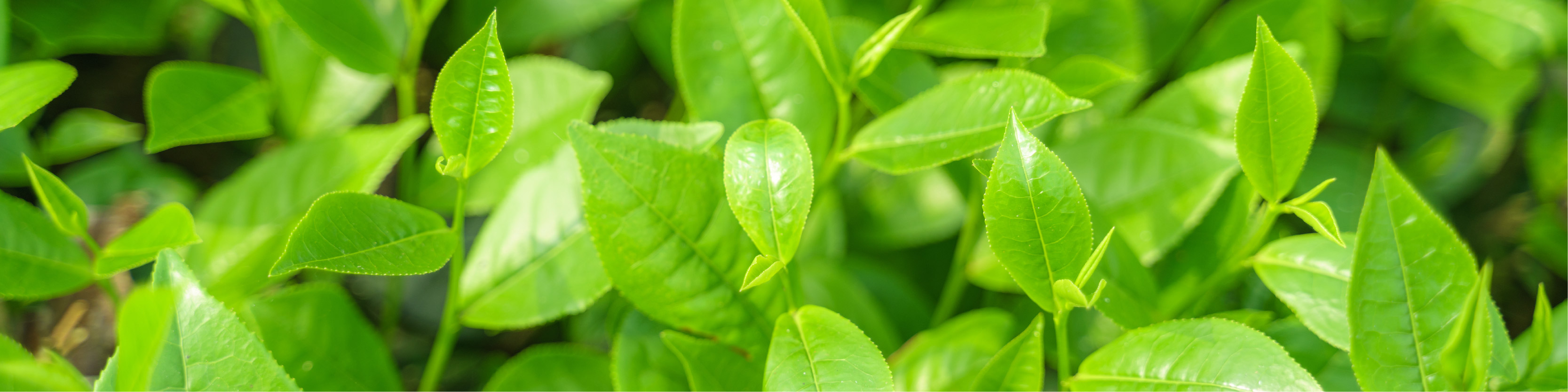 Japenese Green Tea Image