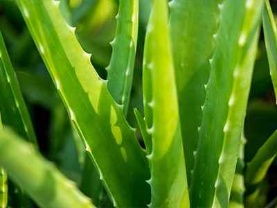 Aloe Vera Image