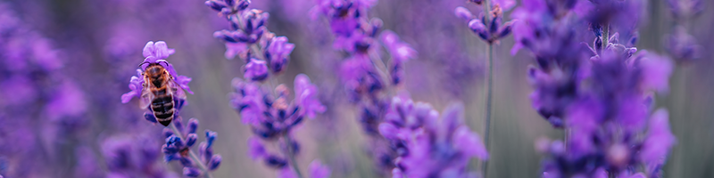 Lavender image