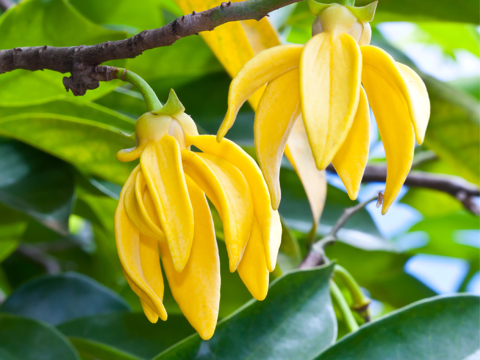 ylang ylang flower