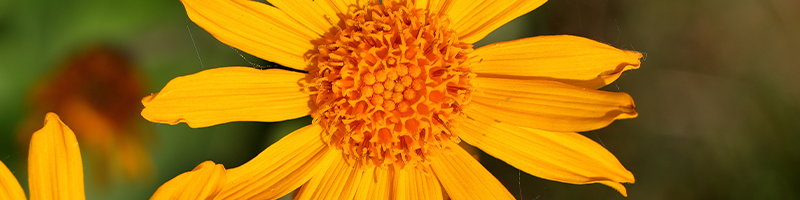Arnica Montana Flower_Desktop.png