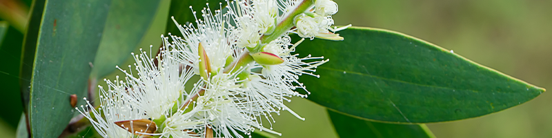 Tea Tree Image