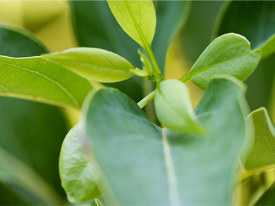 400x300-laurel-leaf-ingredient.jpg