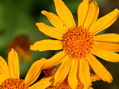 Arnica Montana Flower_Mobile.png