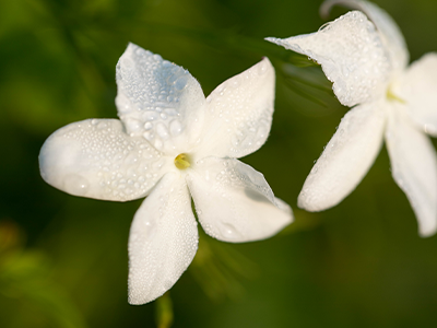 Jasmine Flower Image