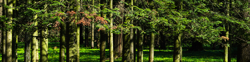 Siberian Fir_Desktop.png