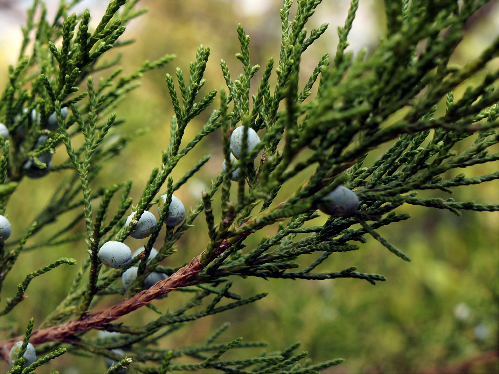 Cedarwood tree image