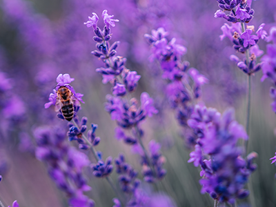 Lavender image