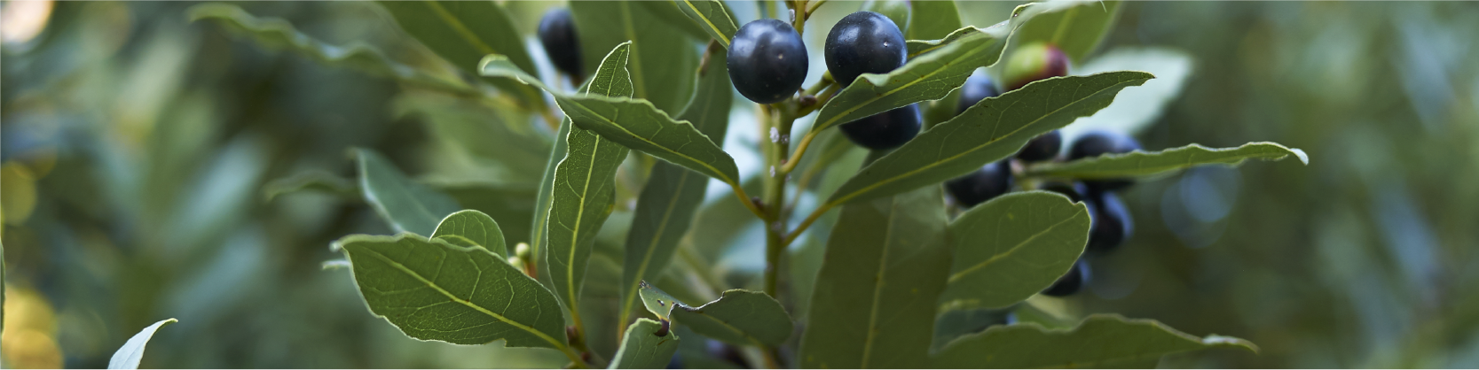 Ravintsara tree image