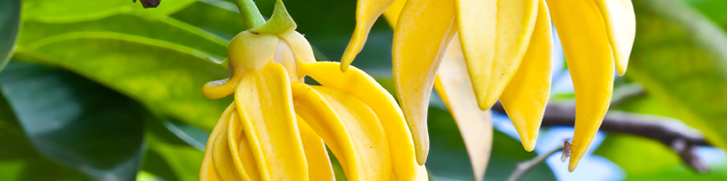 Ylang Ylang Flower Image