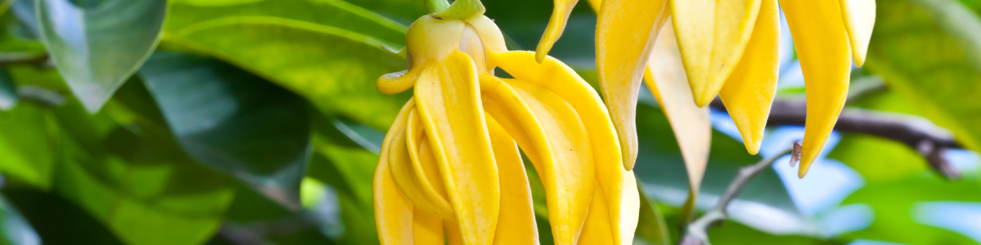 ylang ylang flower