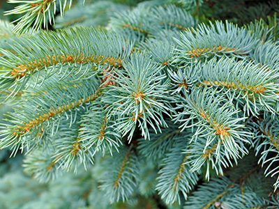 Black Spruce_Mobile.png