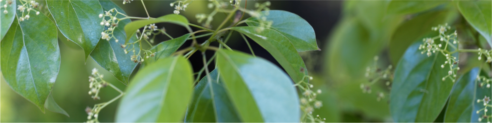 Ravensara Tree image