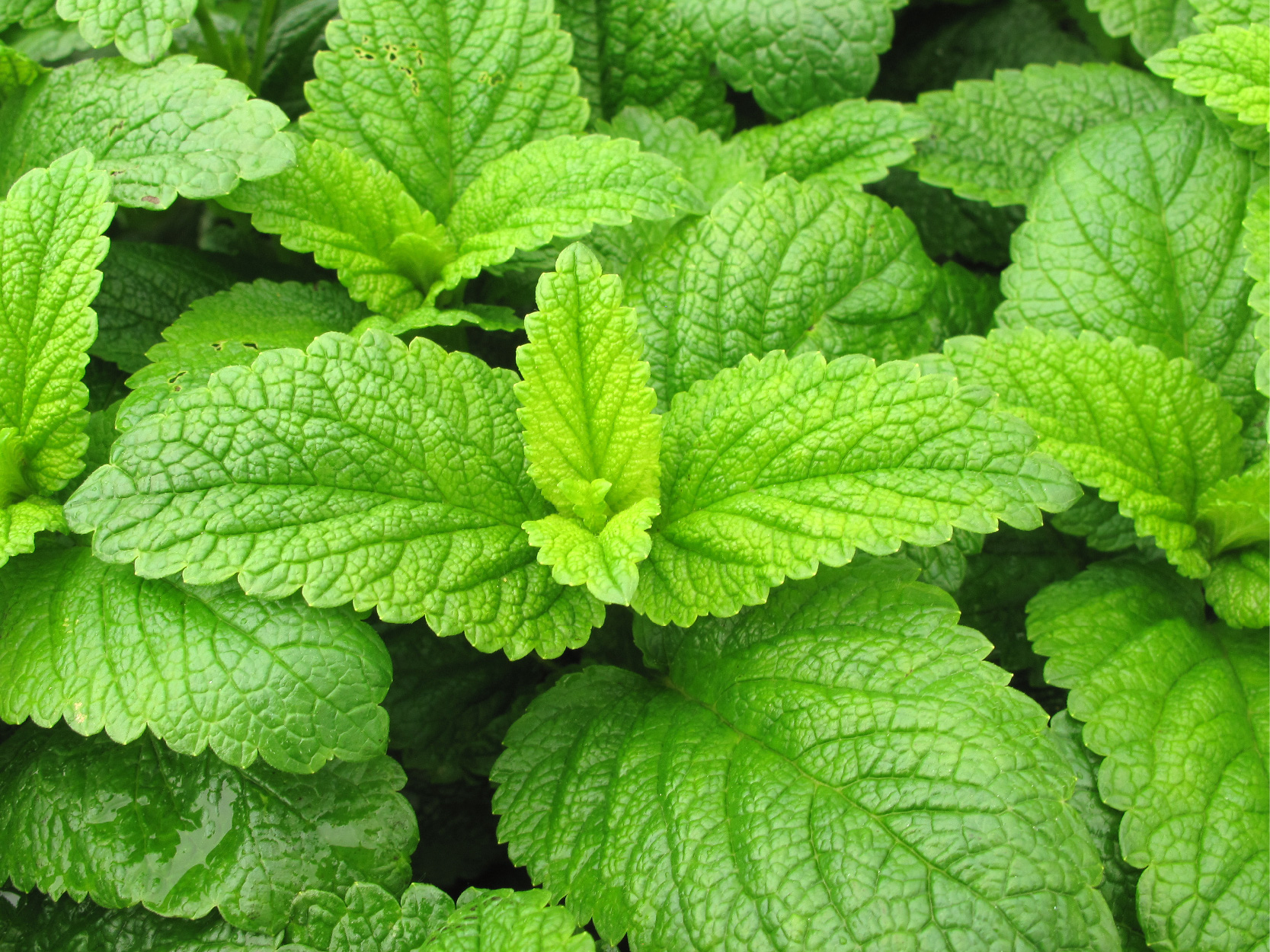 Peppermint Leaf image