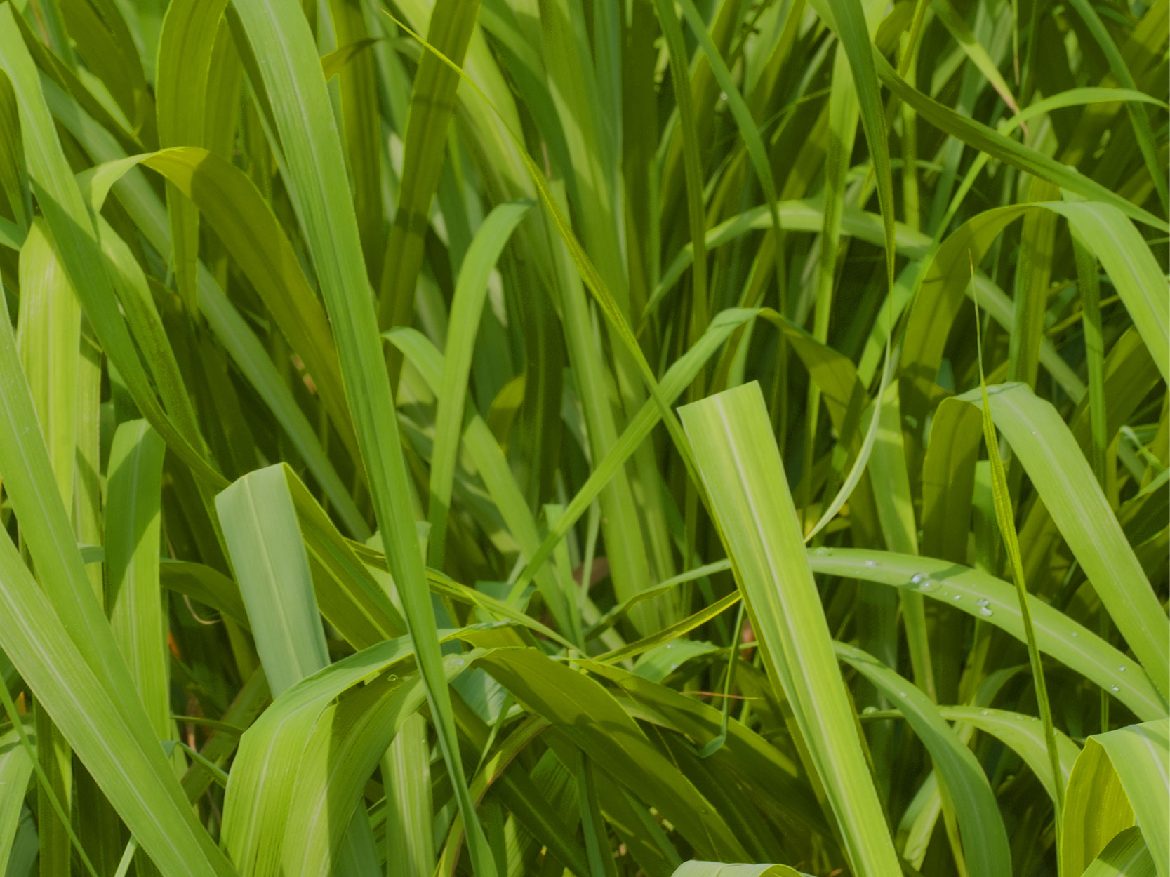 Citronella ingredient