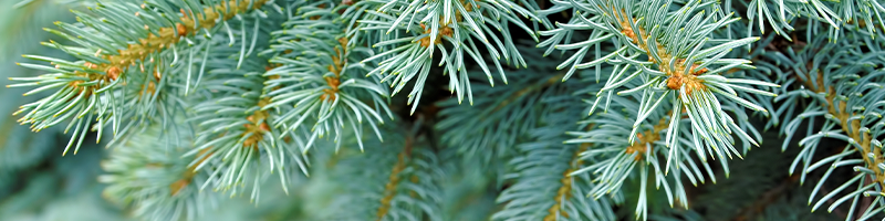 Black Spruce_Desktop.png