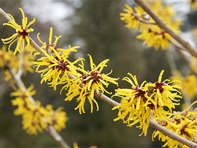 Witch Hazel_Mobile.png